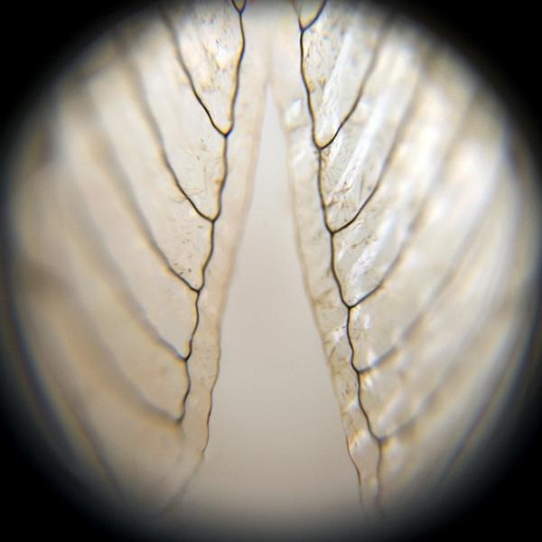 morphology#1[4]