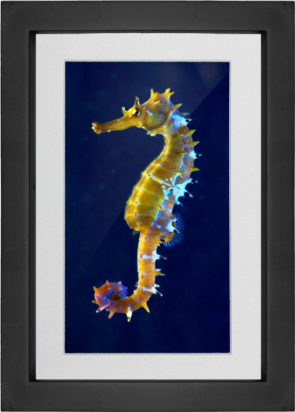 Picture Framing Mat used with Picture Frame Clip Art