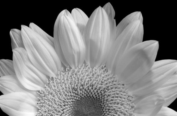 Sunflower Infrared