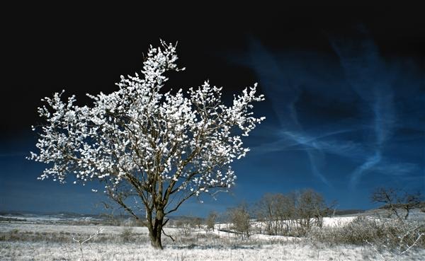 The Old Mandeltree