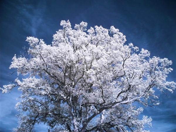 Beautiful White Tree