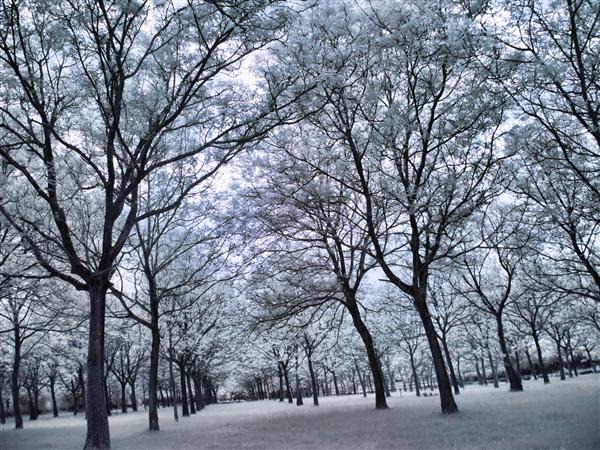 Infrared Forest