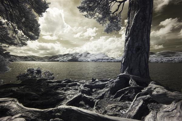Dramatic Lighting Trees Derwent Water in Keswick
