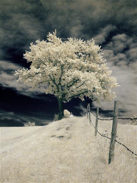 Infrared Tree