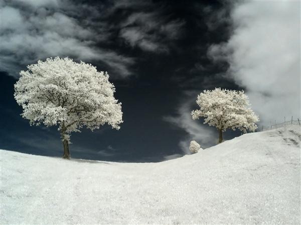 Infrared Tree