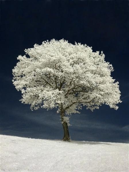 Infrared Tree