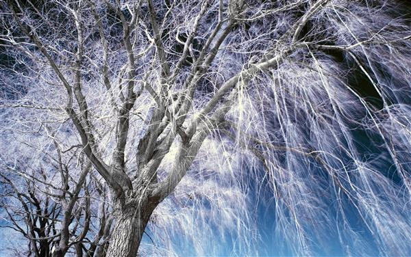 Infrared Landscape