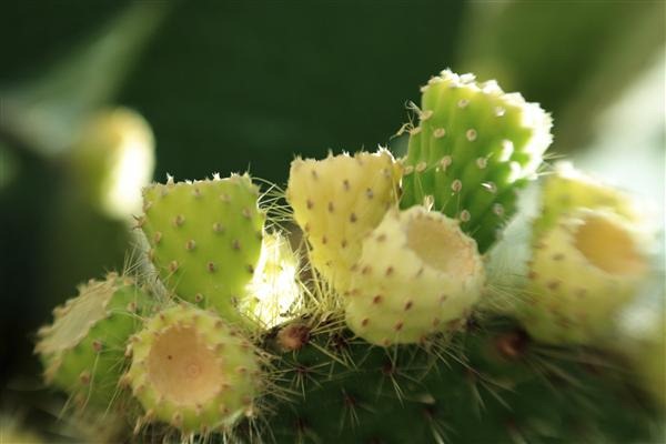 Cactus