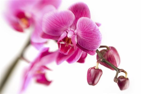 Orchid