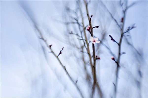 Cherry Blossom