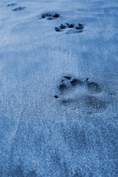 Prints in the Sand
