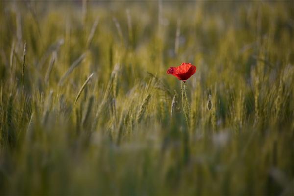 Red Poppy 