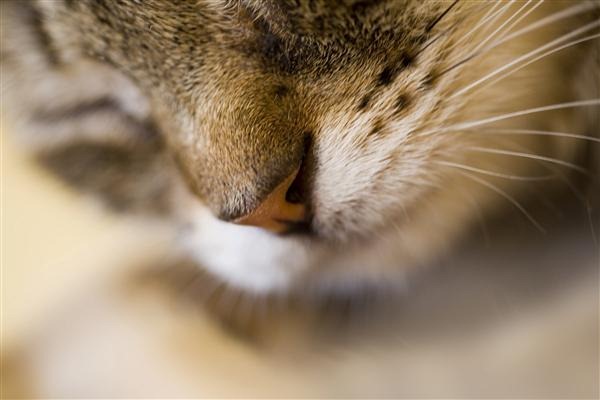 Sleepy Cat