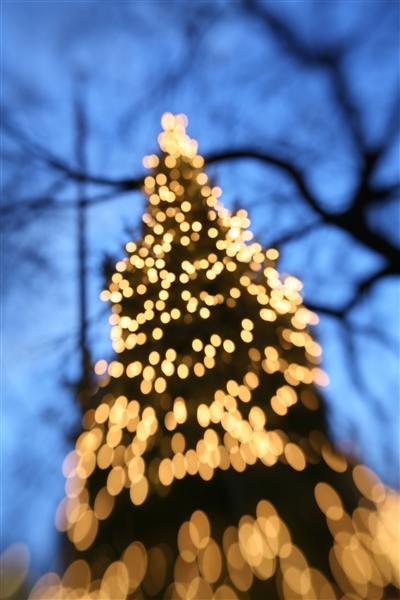 Christmas Tree at Dusk