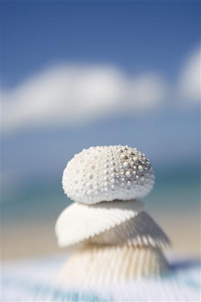 Seashells on the Beach