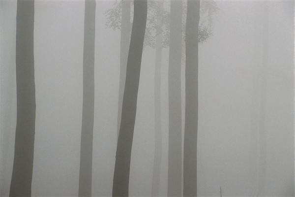 Silhouette of forest in mist