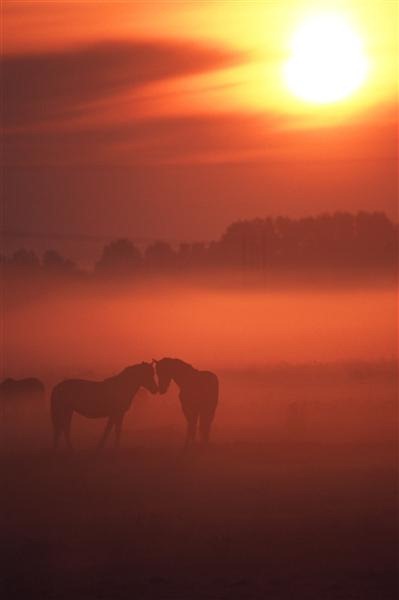 Two Horses at Sunset