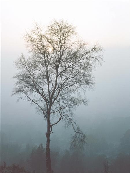 Tree in Mist