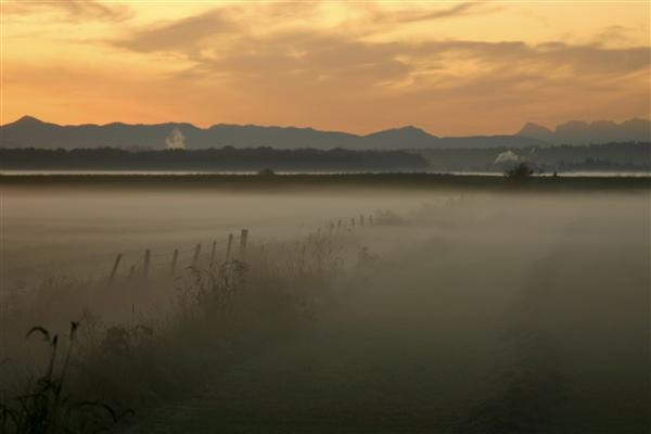 Fields of Gold