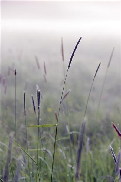 Grass in Fog