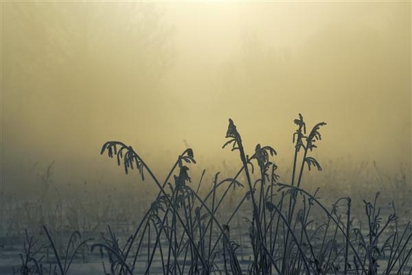 Frosty Winter Morning