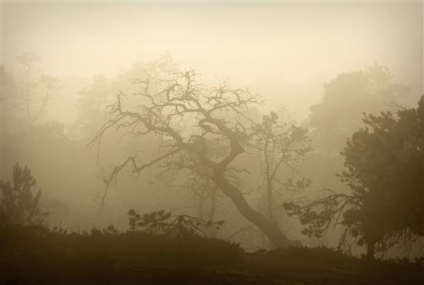 Foggy Forest