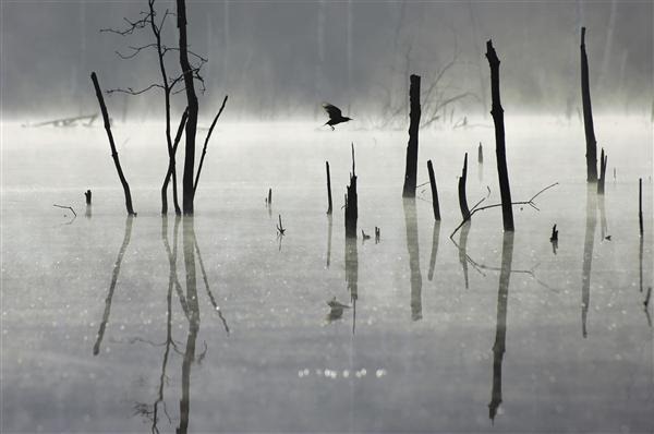 Lake in the Fog