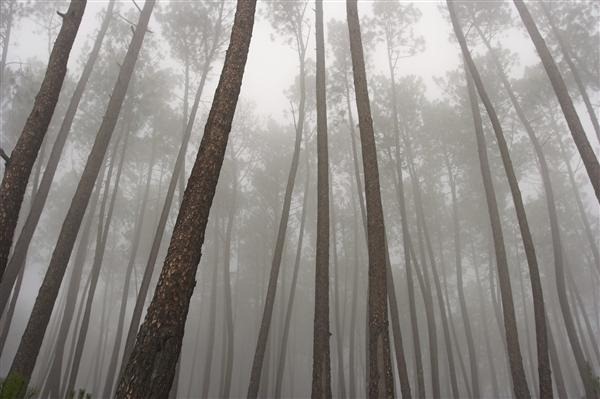 Mysterious Pine Woods