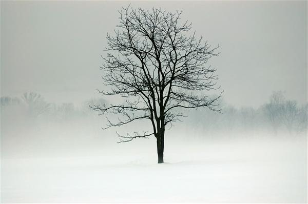 Mystic Tree