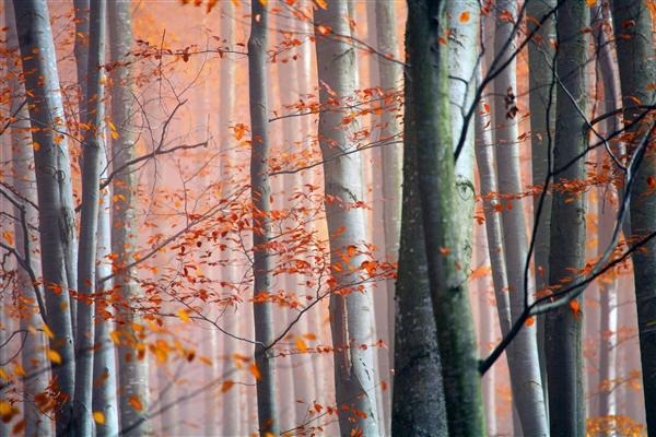 Misty Forest in Autumn
