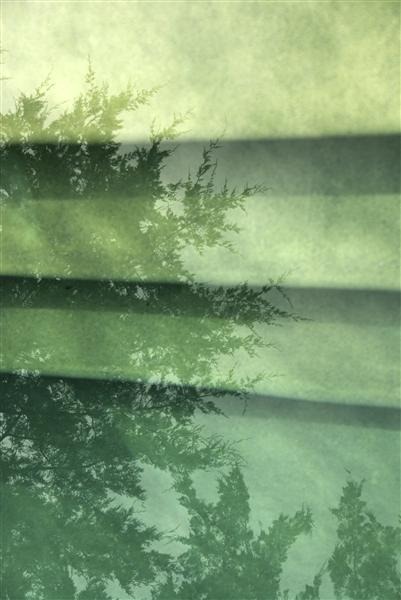 Trees Reflecting in a Pool