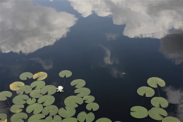 Lotus