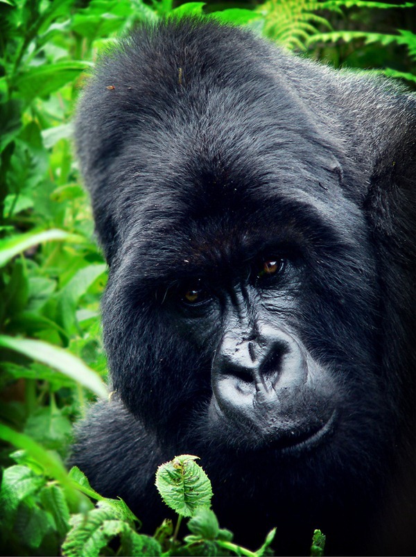 gorilla_rwanda gorilla_rwanda