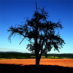 Introduction to Composing with Light and Color