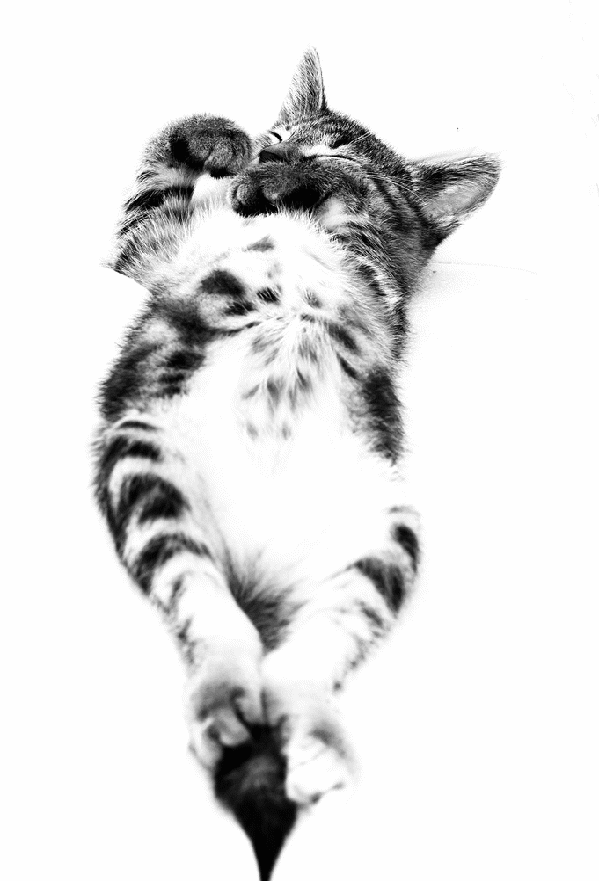 Design Inspiration Black and White_html_m1693caaf Design Inspiration Black and White_html_m1693caaf