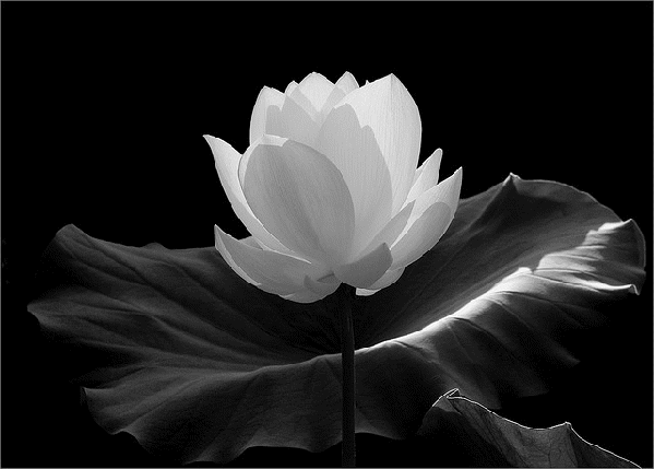 Design Inspiration Black and White_html_m28c61926 Design Inspiration Black and White_html_m28c61926