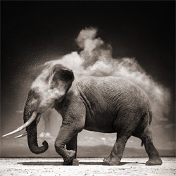 27 Captivating Black and White Photos