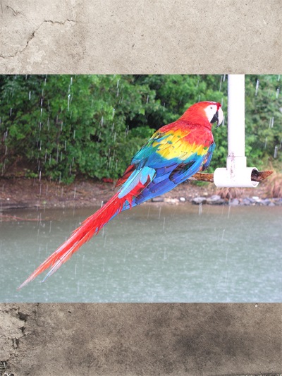 A photo of a parrot added to the document