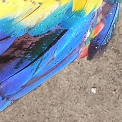 Closeup of parrots wings