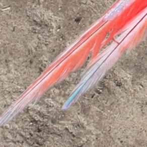 Closeup of parrots tail