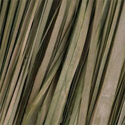 Dried Grass Textures