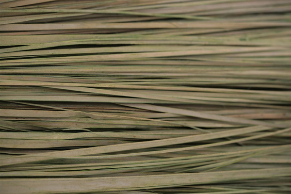 Dried grass texture with right side blurred