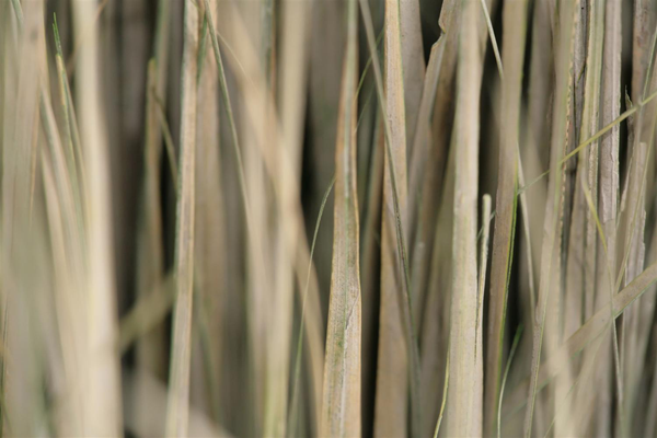 Dried grass texture with shallow depth of field