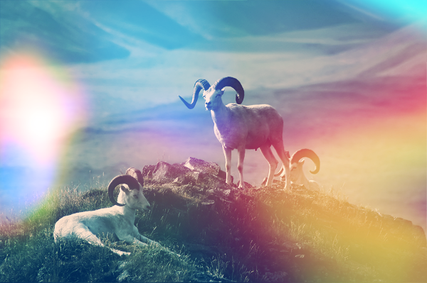 Social Event for Mountain Goats