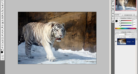 White Tiger