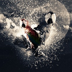 Parrot Photo Manipulation Photoshop Tutorial