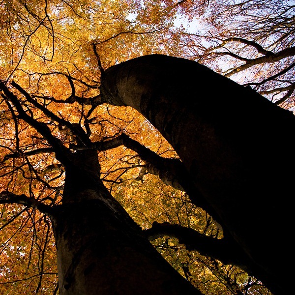 Jonassn-christopher-the-fall-02