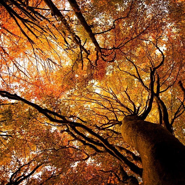 Jonassn-christopher-the-fall-03