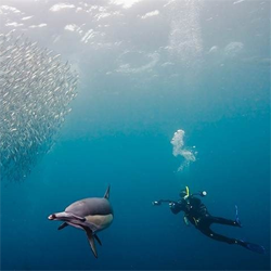 Interview with Underwater Photographer Dmitry Miroshnikov